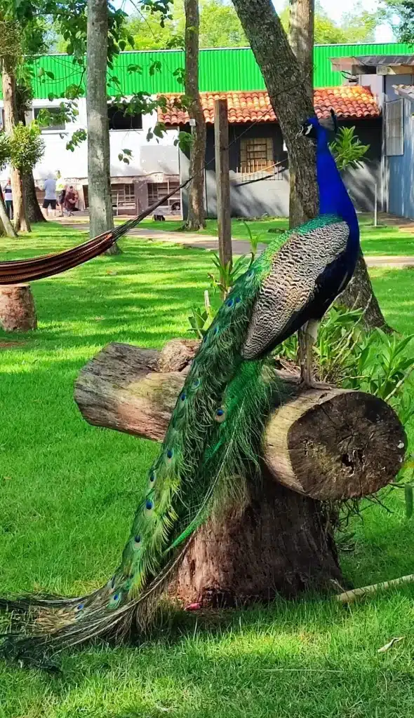 Grand Carimã Resort - Conectando com a natureza